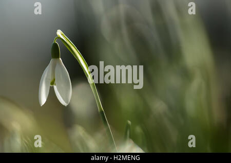 Schneeglöckchen Galanthus Nivalis Nahaufnahme von Blümchen Hintergrundbeleuchtung von Morgensonne, Essex, Februar Stockfoto