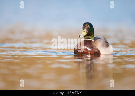 Stockente Anas Platyrhynchos männlichen Low-Profile im späten Nachmittag Licht, Essex, März Stockfoto