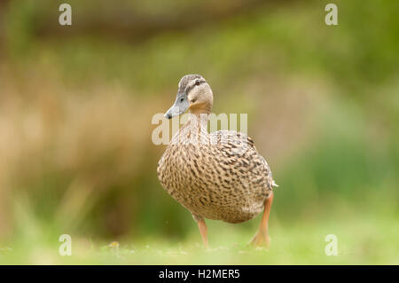 Stockente Anas Platyrhnchos Weibchen wandern über Park Rasen, Essex, April Stockfoto