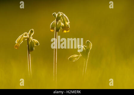 Schlüsselblume Primula Veris Hintergrundbeleuchtung auf Wiese im späten Abendlicht, Essex, April Stockfoto