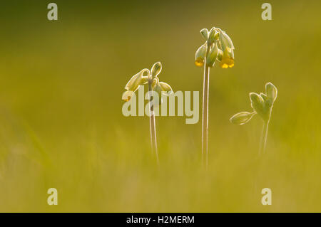 Schlüsselblume Primula Veris Hintergrundbeleuchtung auf Wiese im späten Abendlicht, Essex, April Stockfoto