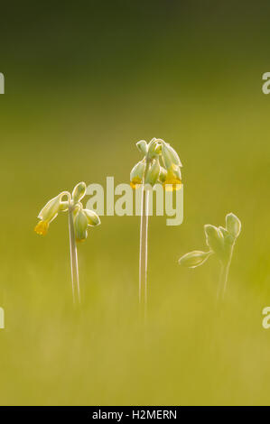 Schlüsselblume Primula Veris Hintergrundbeleuchtung auf Wiese im späten Abendlicht, Essex, April Stockfoto