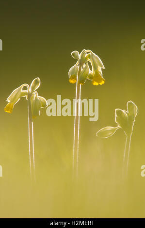 Schlüsselblume Primula Veris Hintergrundbeleuchtung auf Wiese im späten Abendlicht, Essex, April Stockfoto