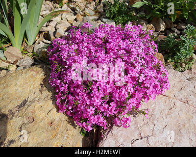 Polsterphlox, Moos-Phlox, Phlox subulata Stockfoto