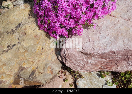 Polsterphlox, Moos-Phlox, Phlox subulata Stockfoto