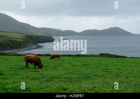 Beefs Weiden auf grünen Wiesen an der Atlantik-Küste in Irland, Europa Stockfoto