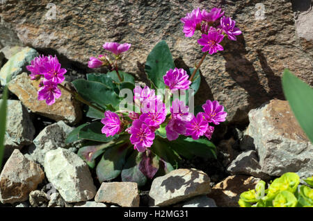 Bitterwurz Lewisia, Cotyledon Stockfoto
