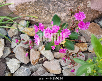 Bitterwurz Lewisia, Cotyledon Stockfoto