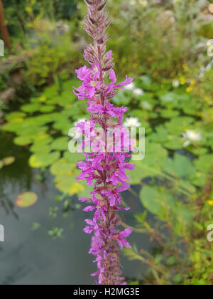 Blutweiderich; Lythrum; salicaria Stockfoto