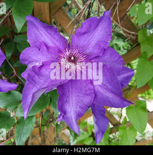 Clematis; Der Präsident Stockfoto