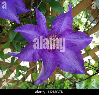 Clematis; Der Präsident Stockfoto