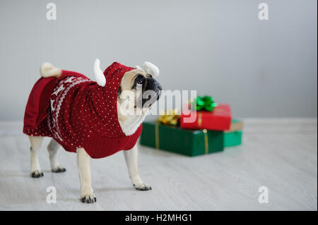 Amüsante Doggy Rasse Mops ist durch einen Urlaub in einem Rentier-Anzug gekleidet. Sie steht neben Geschenke in hellen Verpackung. CL Stockfoto