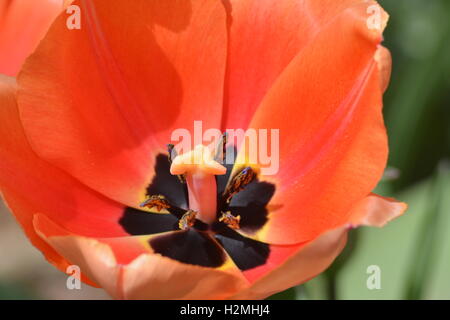 Innen eine offene Darwin Aprikose Eindruck Tulpe Stockfoto