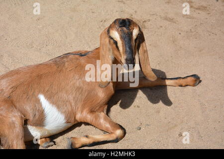 Ziege im Cheyenne Mountain Zoo in Colorado Stockfoto