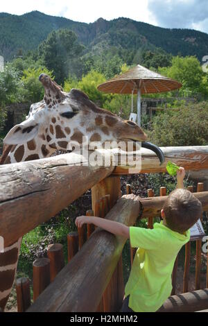 Junge Fütterung eine Giraffe in Cheyenne Bergzoo in Colorado Springs Stockfoto