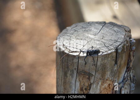 Weiß gefleckten Sawyer Beetle auf Baumstumpf auf Wanderweg in Colorado Stockfoto