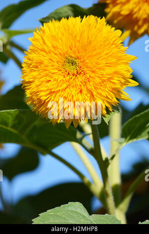 Teddy Bär Sonnenblume Stockfoto