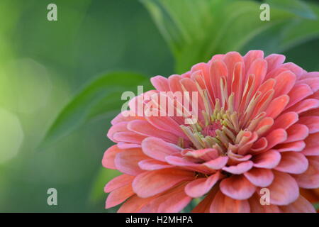 Einzigen Lachs rosa Zinnia Blume, Nahaufnahme Stockfoto