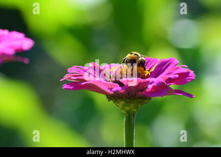 Bumblebee sammeln Pollen auf einer Blume Zinnie Stockfoto