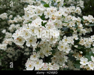 Weissdorn; Crataegus Laevigata; Weissdornbluete, Heilpflanze Stockfoto