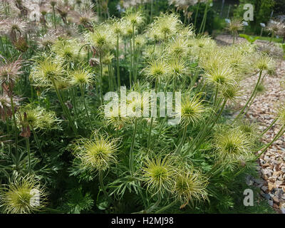 Kuechenschelle; Pulsatilla Pratensis; Samenstand, Reif, Samen, Heilpflanze Stockfoto