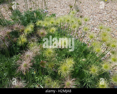 Kuechenschelle; Pulsatilla Pratensis; Samenstand, Reif, Samen, Heilpflanze Stockfoto