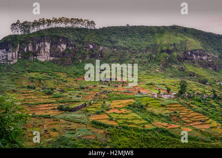 Sri Lanka, Templations Tee, Reis Felder, Palmen, Nuwara eliya Stockfoto