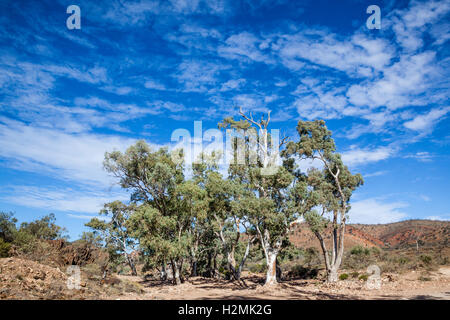 knorrige River Red Zahnfleisch an trockenen Bachbett des Finke River, Northern Flinders Ranges, South Australia Stockfoto