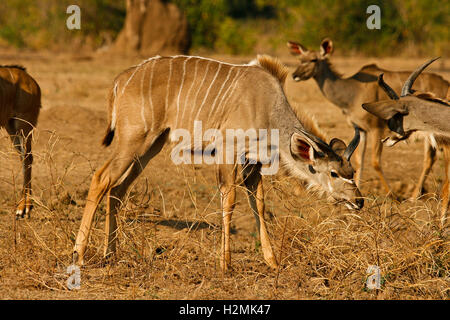 Gruppe von Youngs größere Kudu Tragelaphus Strepsiceros im Mana Pools National Park. Zimbabwe Stockfoto