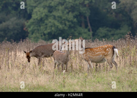 Sika Hirsch - Cervus Nippn Doe zeigt Zuneigung zu ihr Kitz. UK Stockfoto