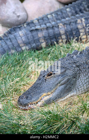 Amerikanischer Alligator ruht auf Gras Stockfoto