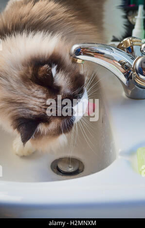Ragdoll Katze Trinkwasser aus einem Badezimmer Waschbecken Stockfoto