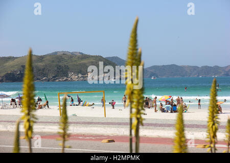 Restinga Vegetation Blumen im Südosten Brasiliens. Diese Vegetation wurde in der Stadt Cabo Frio, in den Seen Regi fotografiert. Stockfoto