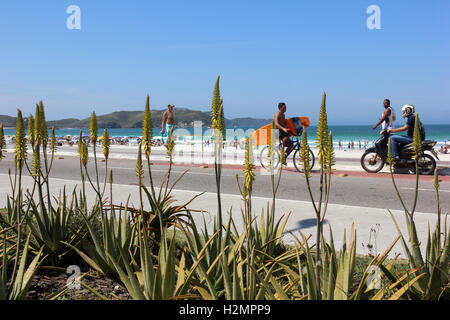 Restinga Vegetation Blumen im Südosten Brasiliens. Diese Vegetation wurde in der Stadt Cabo Frio, in den Seen Regi fotografiert. Stockfoto