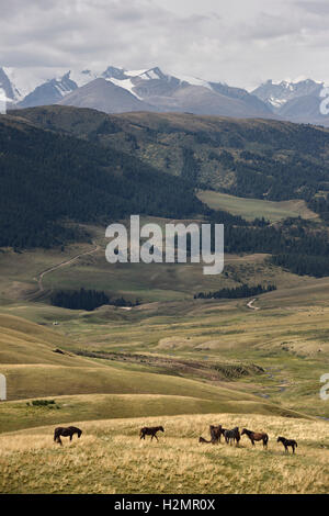 Pferde auf abgelegenen Assy-Turgen Plateau Weideland mit Schnee bedeckten Tien Shan Berge Kasachstan Stockfoto