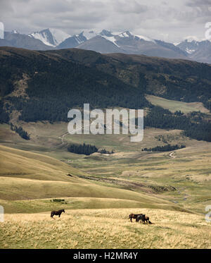 Pferde grasen auf abgelegenen Assy-Turgen Plateau mit Schnee bedeckt Tien Shan Berge Kasachstan Stockfoto