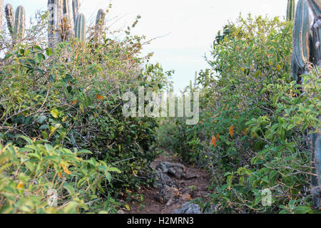 Restinga Vegetation Blumen im Südosten Brasiliens. Diese Vegetation wurde in der Stadt Cabo Frio, in den Seen Regi fotografiert. Stockfoto