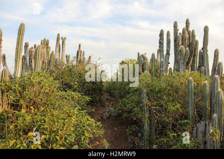 Restinga Vegetation Blumen im Südosten Brasiliens. Diese Vegetation wurde in der Stadt Cabo Frio, in den Seen Regi fotografiert. Stockfoto