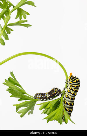 Zwei schwarze Schwalbenschwanz Schmetterling Larven, eine Erweiterung seiner Osmeteria Hörner, Petersilie zu essen. Stockfoto