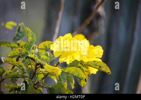 Restinga Vegetation Blumen im Südosten Brasiliens. Diese Vegetation wurde in der Stadt Cabo Frio, in den Seen Regi fotografiert. Stockfoto