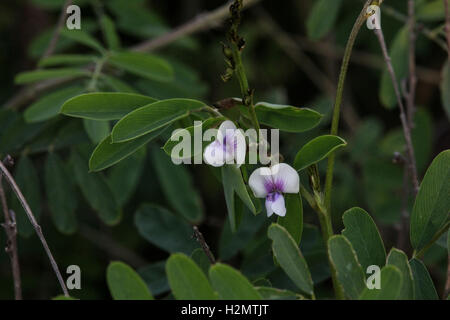 Restinga Vegetation Blumen im Südosten Brasiliens. Diese Vegetation wurde in der Stadt Cabo Frio, in den Seen Regi fotografiert. Stockfoto