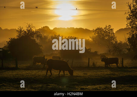 Rinder weiden bei Sonnenaufgang Stockfoto