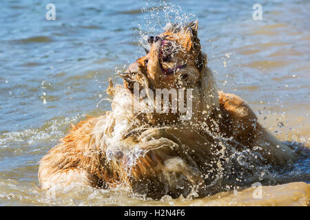 aggressive Collie Hunde kämpfen im Wasser Stockfoto