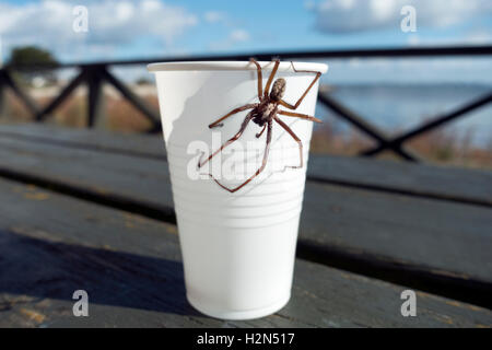 Ein riesiges Haus Spinne, Eratigena atrica, wärmen sich in der Sonne auf einem Pappbecher. Was ein Coffee Mate. Hält Ihr Haus frei von Insekten. Stockfoto