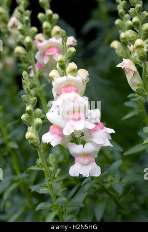 Antirrhinum Majus. Löwenmaul wächst an der Grenze. Stockfoto