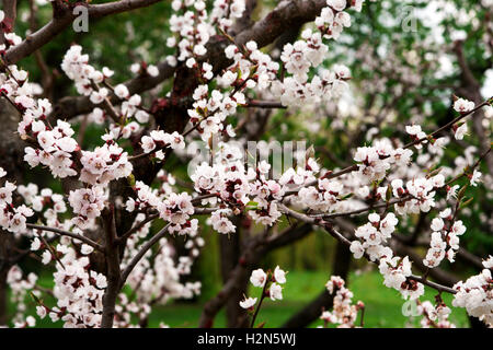 Kirschbaum-Blüten Stockfoto