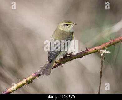 Zilpzalp, Phylloscopus Collybita auf eine Brombeere Stockfoto