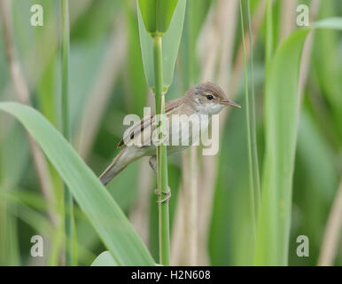 Reed Warbler Acrocephalus Scirpaceus in Schilfbeetes Stockfoto