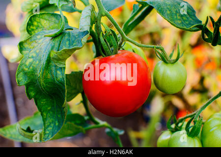 Bio Tomaten wachsen in Gemüse Garten. Tomaten im Freiland wachsen. Gesunde Ernährung-Konzept. Stockfoto