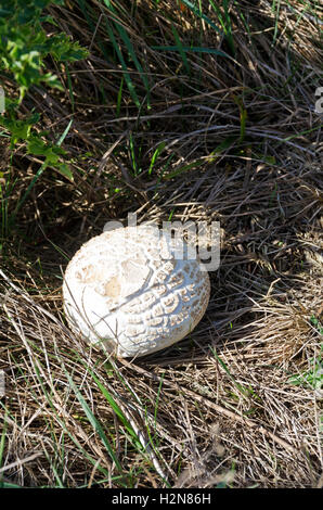 Giant Puffball Mushroom (Calvatia Gigantea). Stockfoto